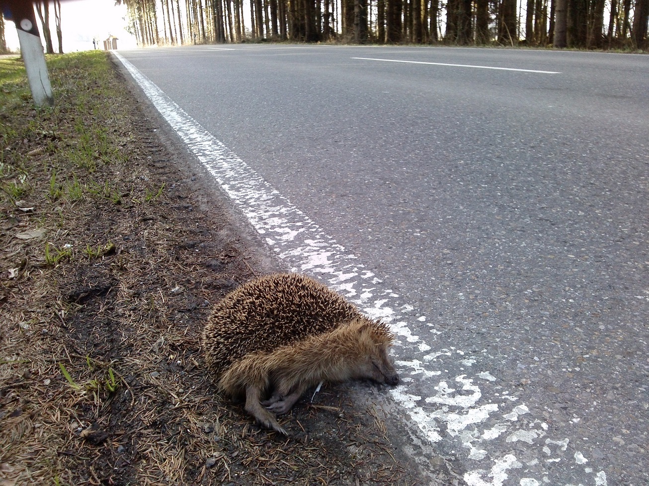 Gefahren für den Igel - CAM00077 1