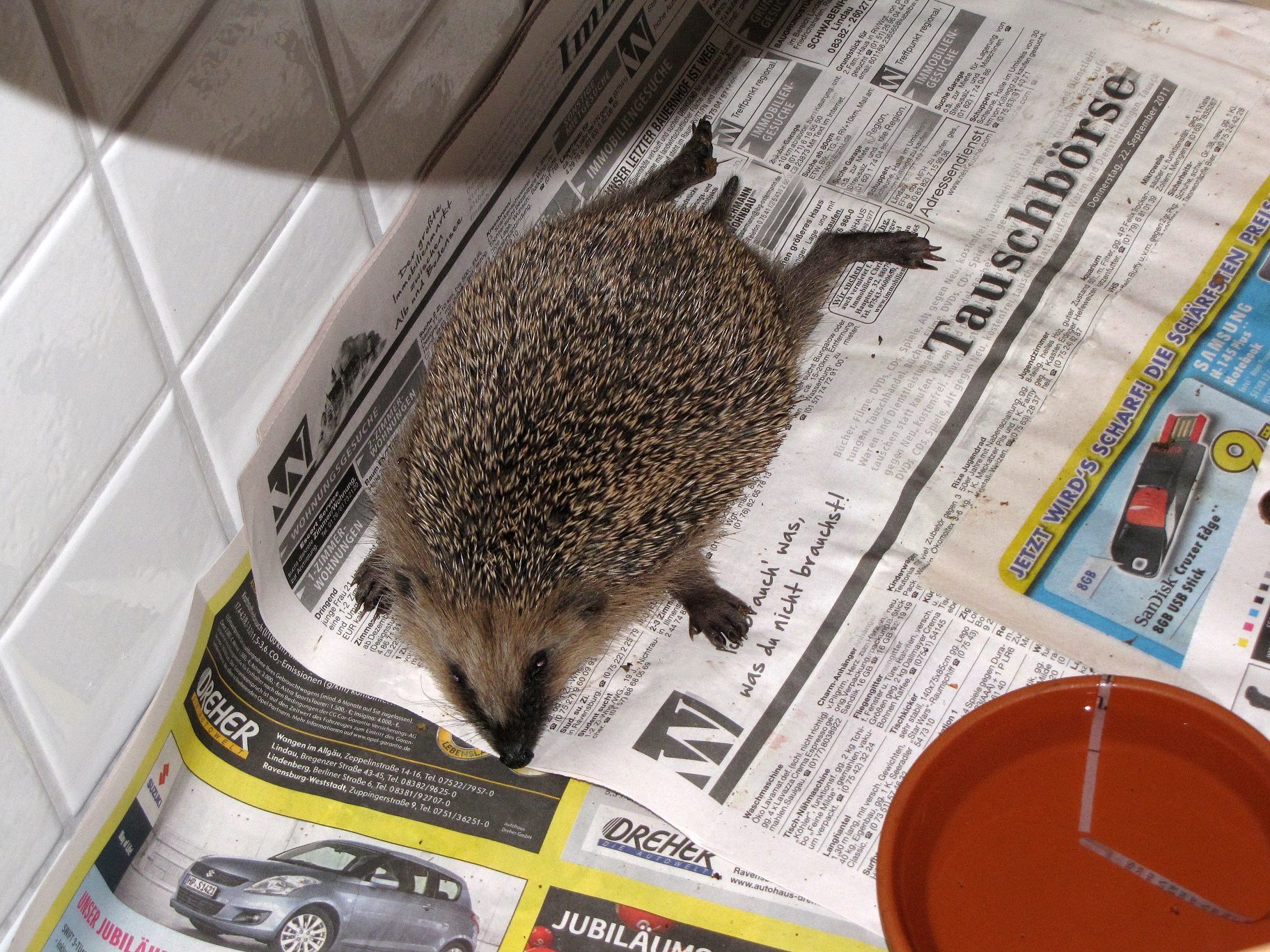 Verhalten des Igels Welt der Igel e.V.
