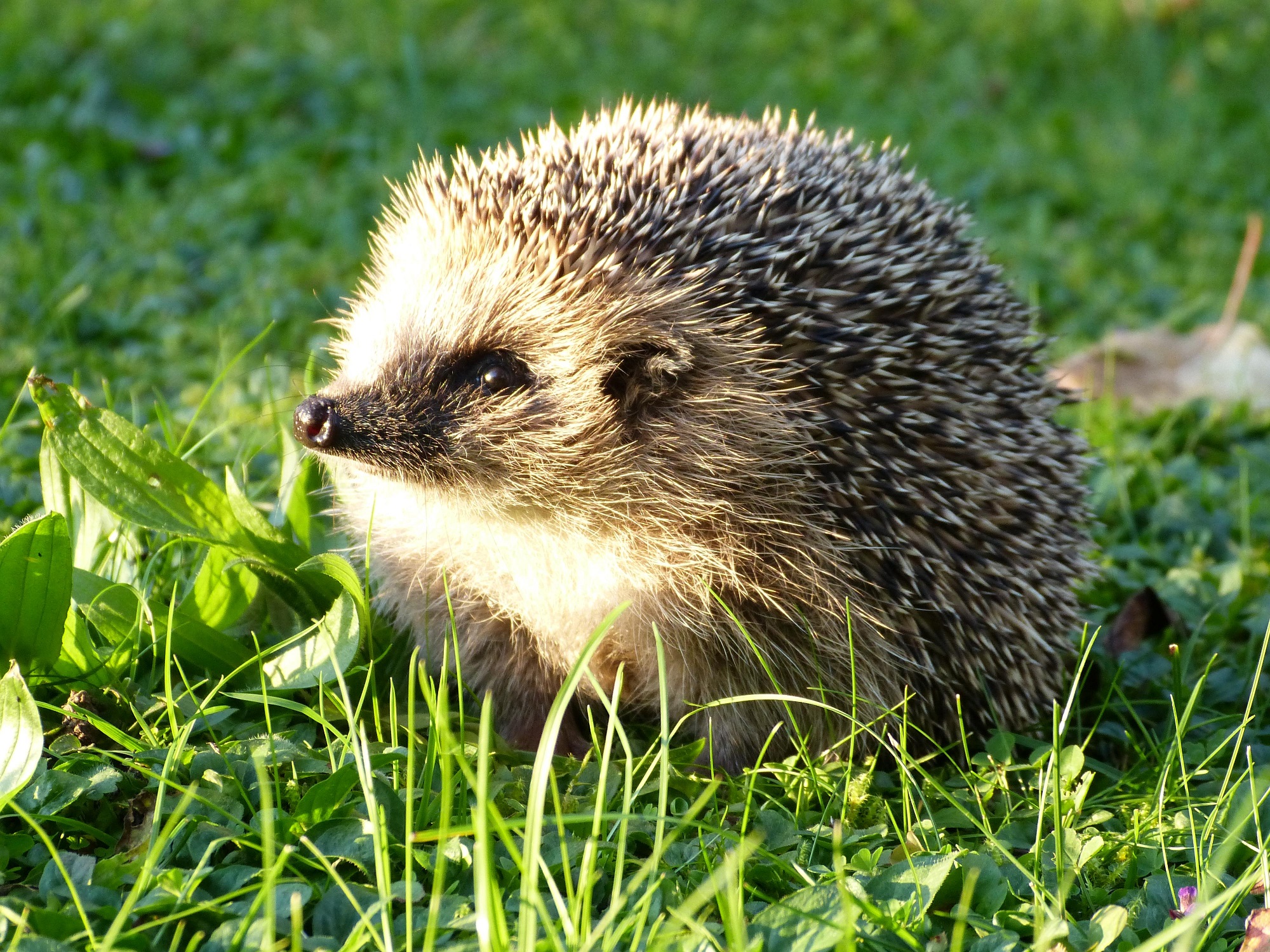 Gefahren für den Igel – Welt der Igel e.V.