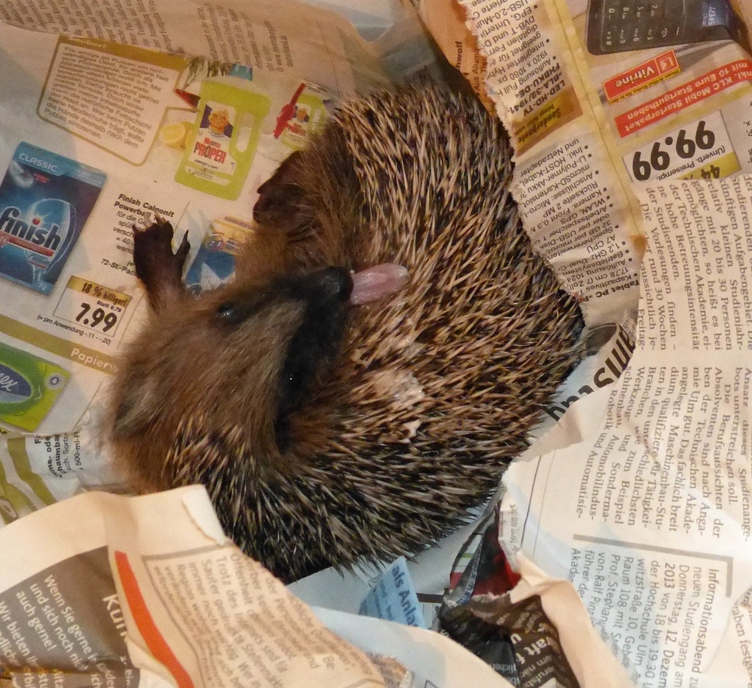 Verhalten des Igels – Welt der Igel e.V.